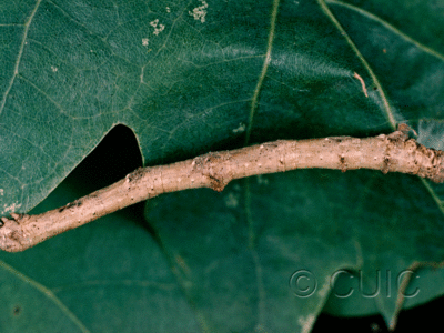 lateral view of larva Besma quercivoraria