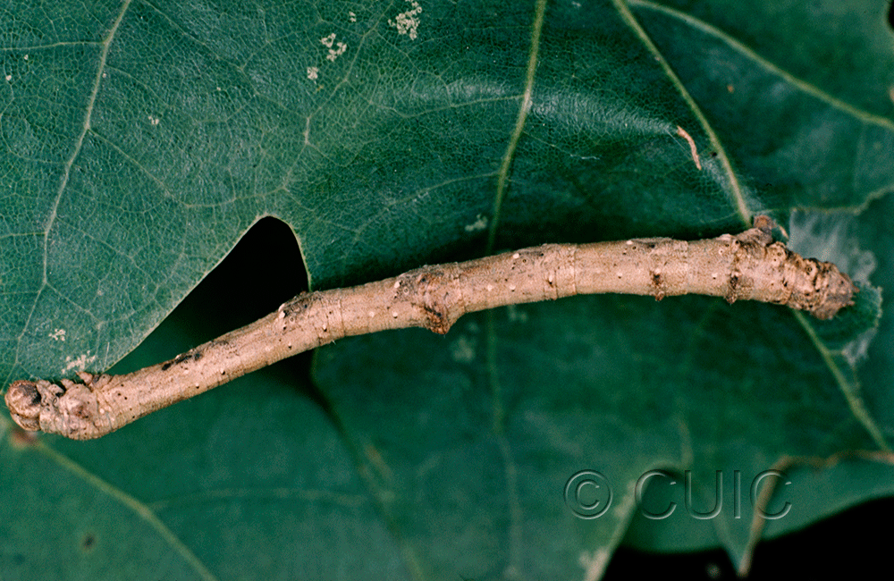 lateral view of larva Besma quercivoraria