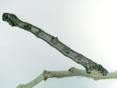 lateral view of larva Besma sesquilinearia on Quercus arizonica in USA: AZ