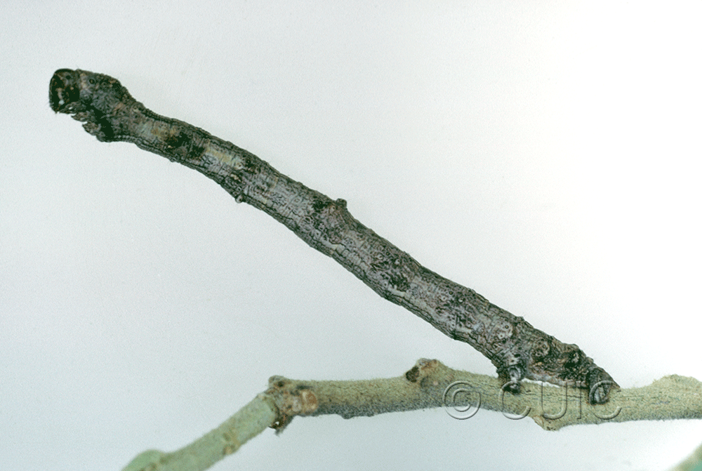 lateral view of larva Besma sesquilinearia on Quercus arizonica in USA: AZ