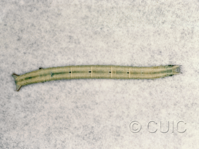dorsal view of larva Cabera variolaria
