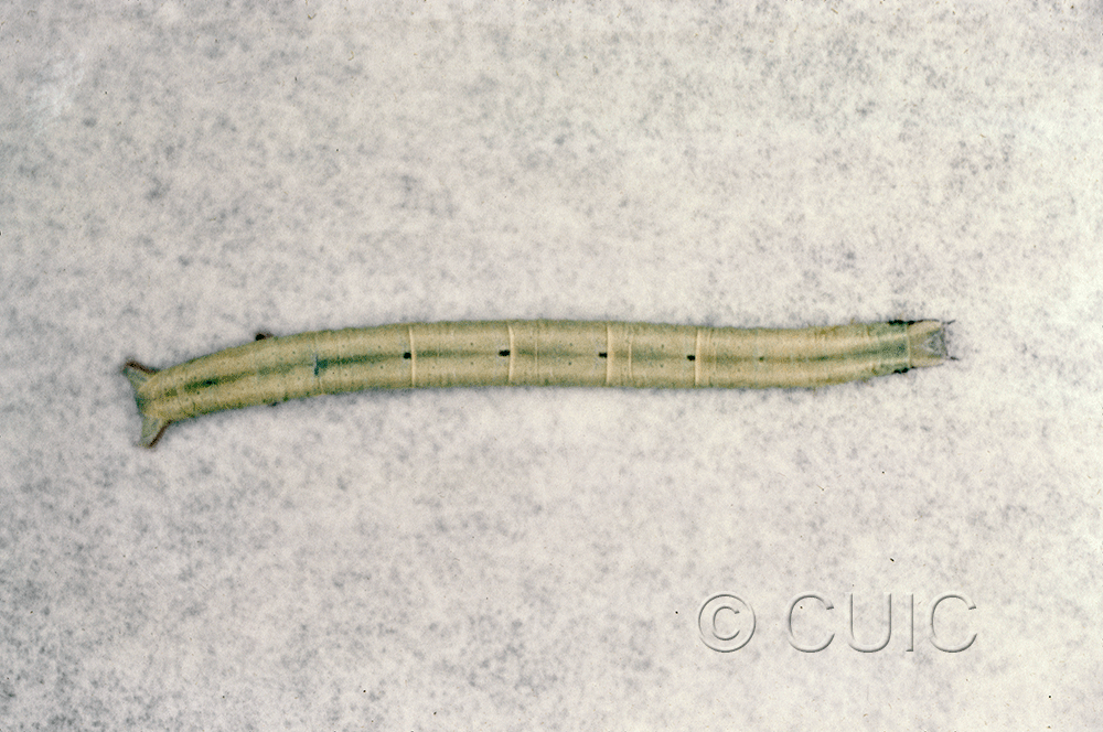 dorsal view of larva Cabera variolaria