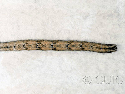 dorsal view of larva Cabera variolaria