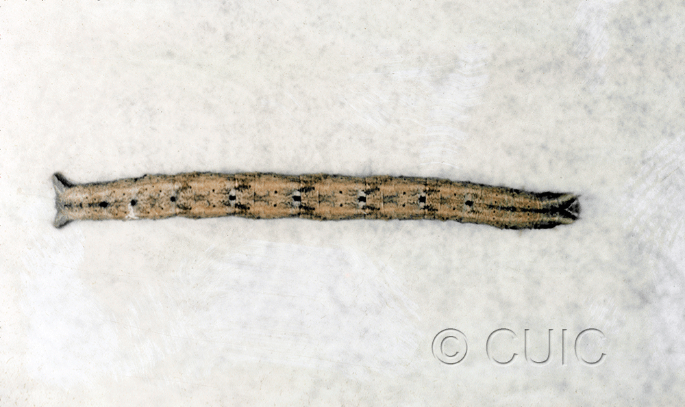 dorsal view of larva Cabera variolaria