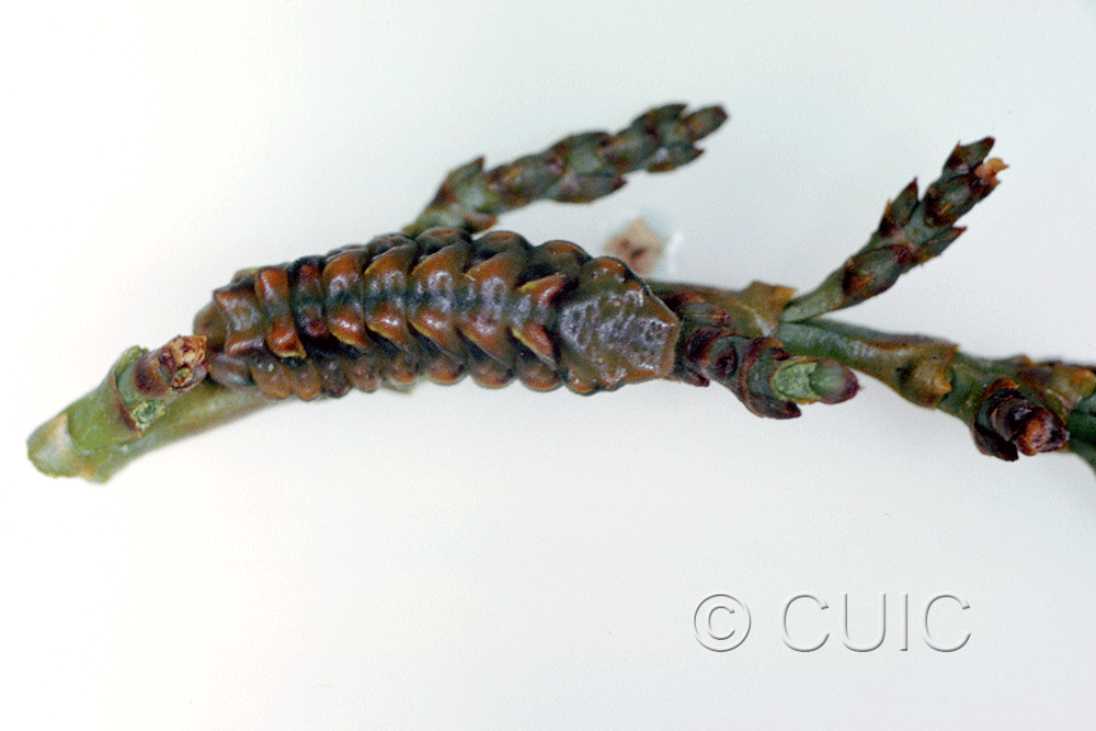 dorsal view of larva Callophrys spinetorum on Pinus ponderosa in USA: AZ
