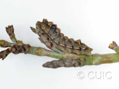 lateral view of larva Callophrys spinetorum on Pinus ponderosa in USA: AZ