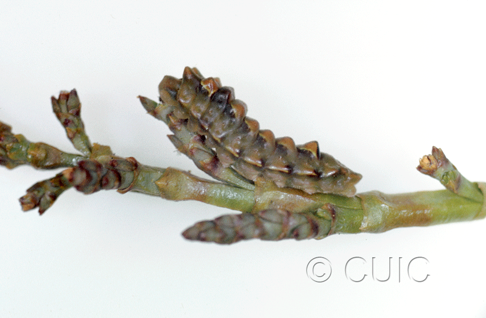 lateral view of larva Callophrys spinetorum on Pinus ponderosa in USA: AZ