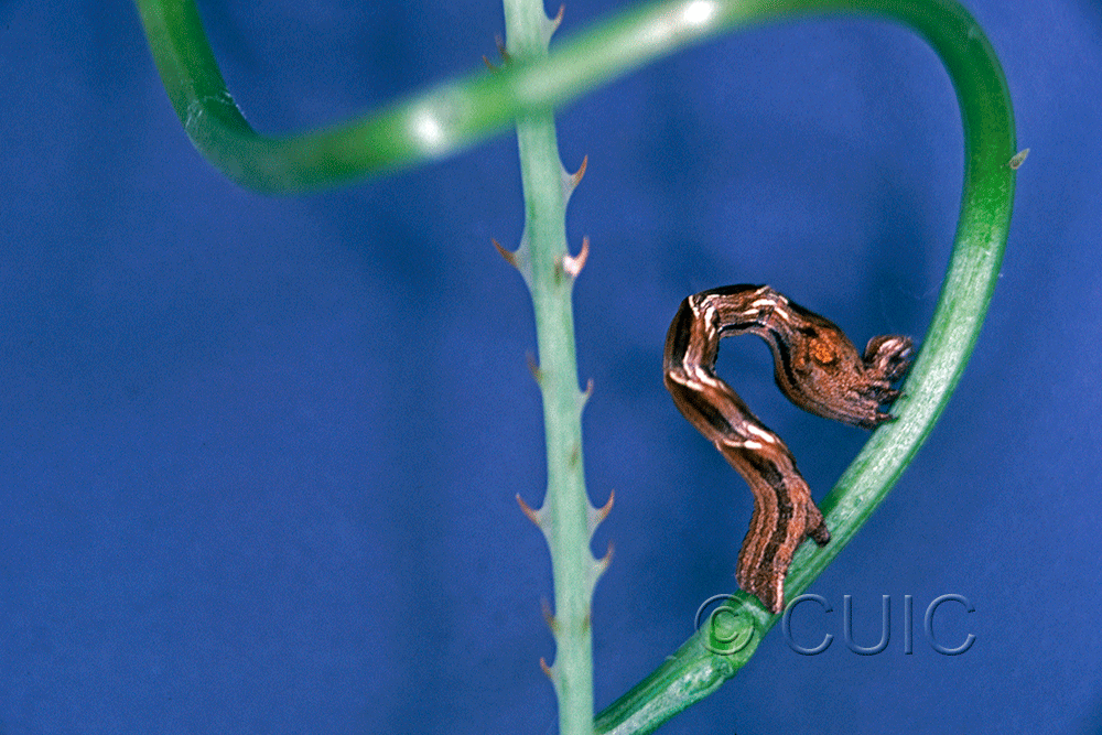 lateral view of larva Timandra amaturaria on Polygonum