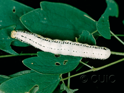 dorsal view of larva Calyptra canadensis