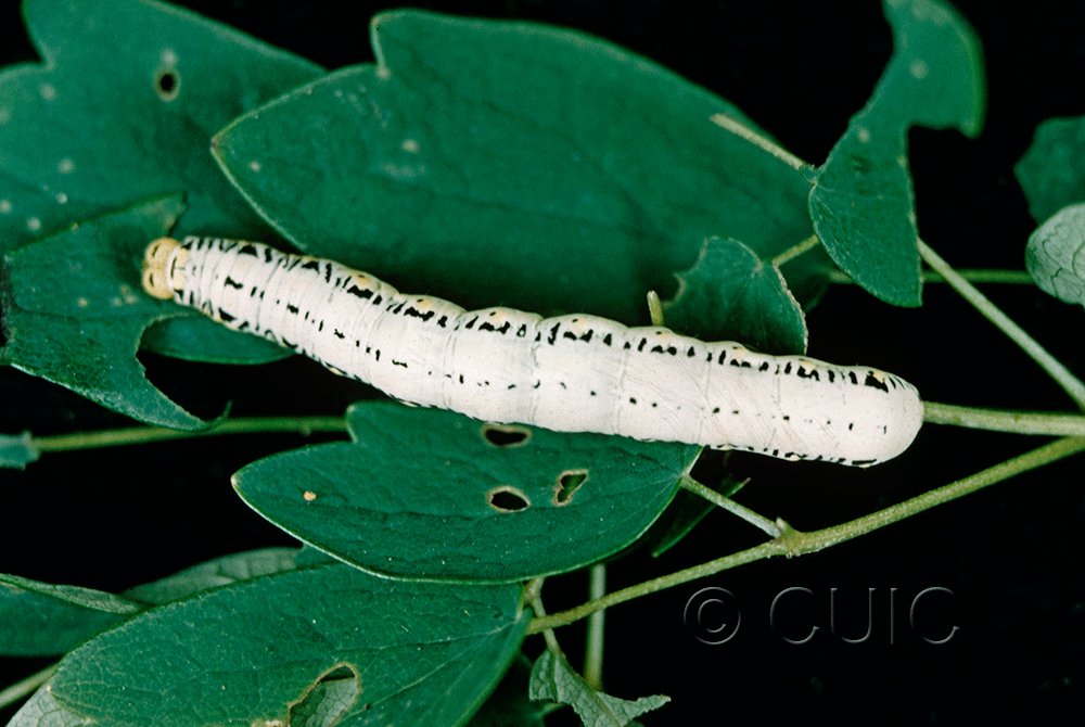 dorsal view of larva Calyptra canadensis