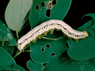 lateral view of larva Calyptra canadensis