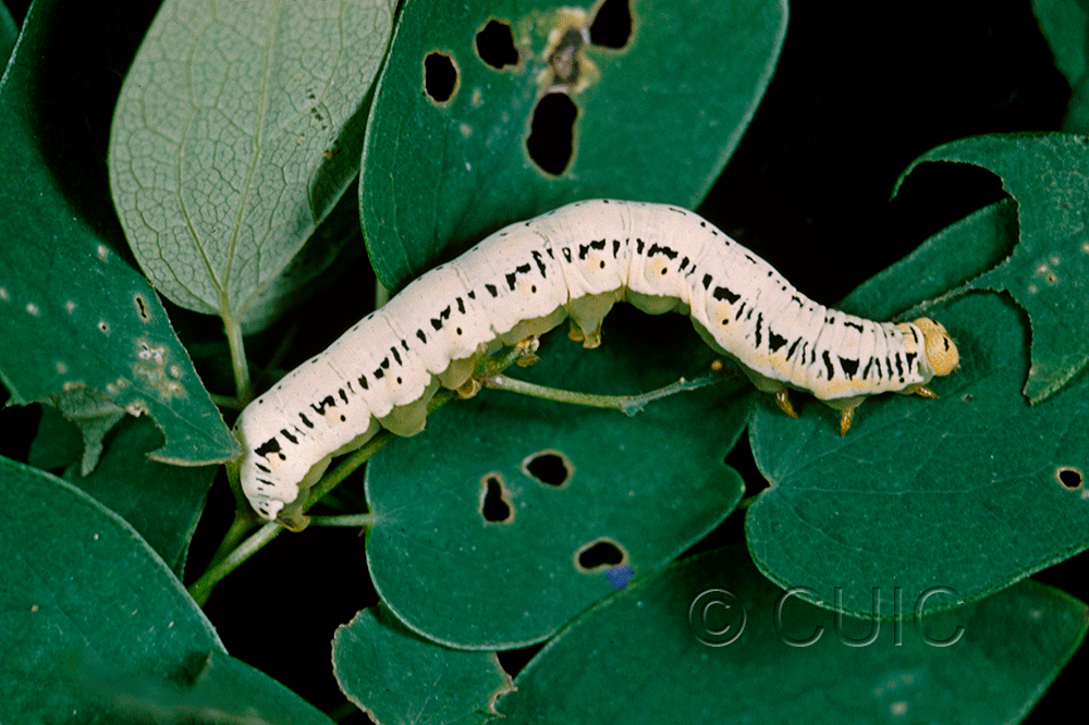lateral view of larva Calyptra canadensis