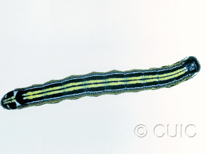 dorsal view of larva Cargida pyrrha on Lychium in USA: AZ