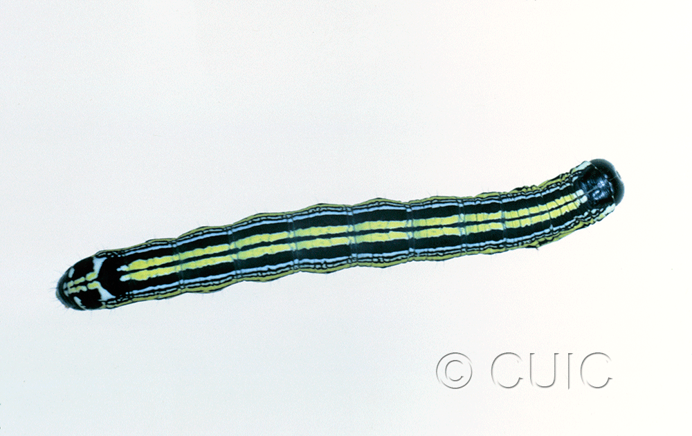 dorsal view of larva Cargida pyrrha on Lychium in USA: AZ