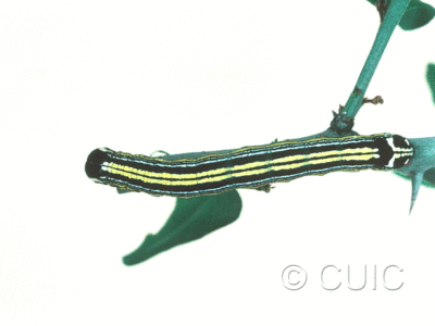 dorsal view of larva Cargida pyrrha on Lychium in USA: AZ