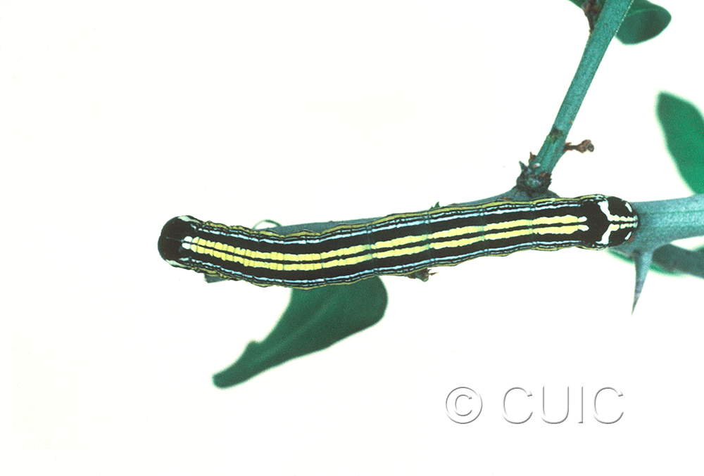 dorsal view of larva Cargida pyrrha on Lychium in USA: AZ