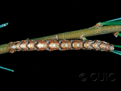 dorsal view of larva Caripeta angustiorata