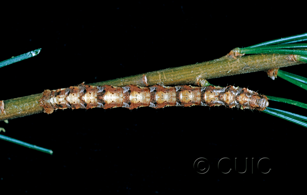 dorsal view of larva Caripeta angustiorata