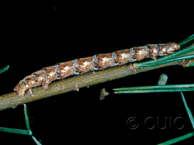 lateral view of larva Caripeta angustiorata