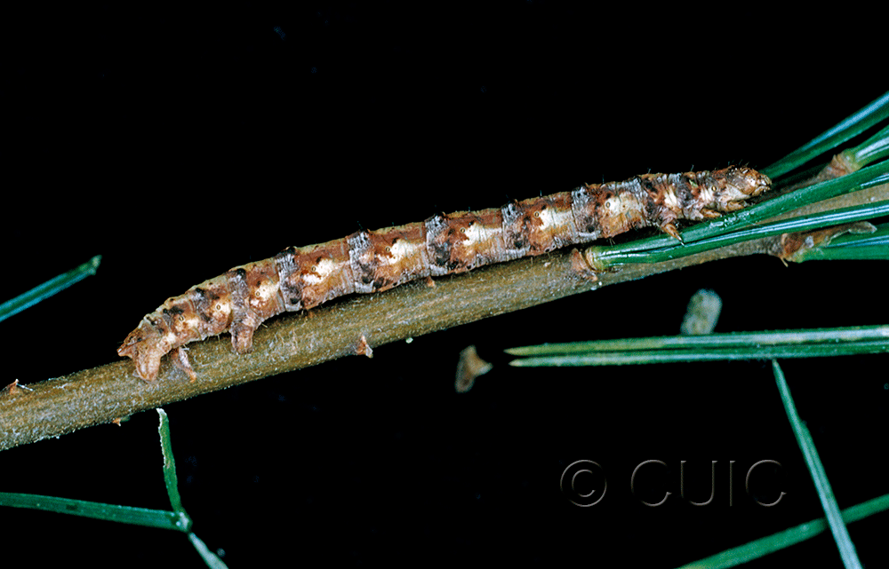 lateral view of larva Caripeta angustiorata