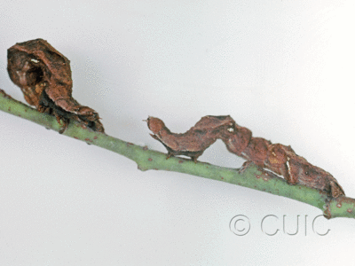 larva Caripeta hilumaria