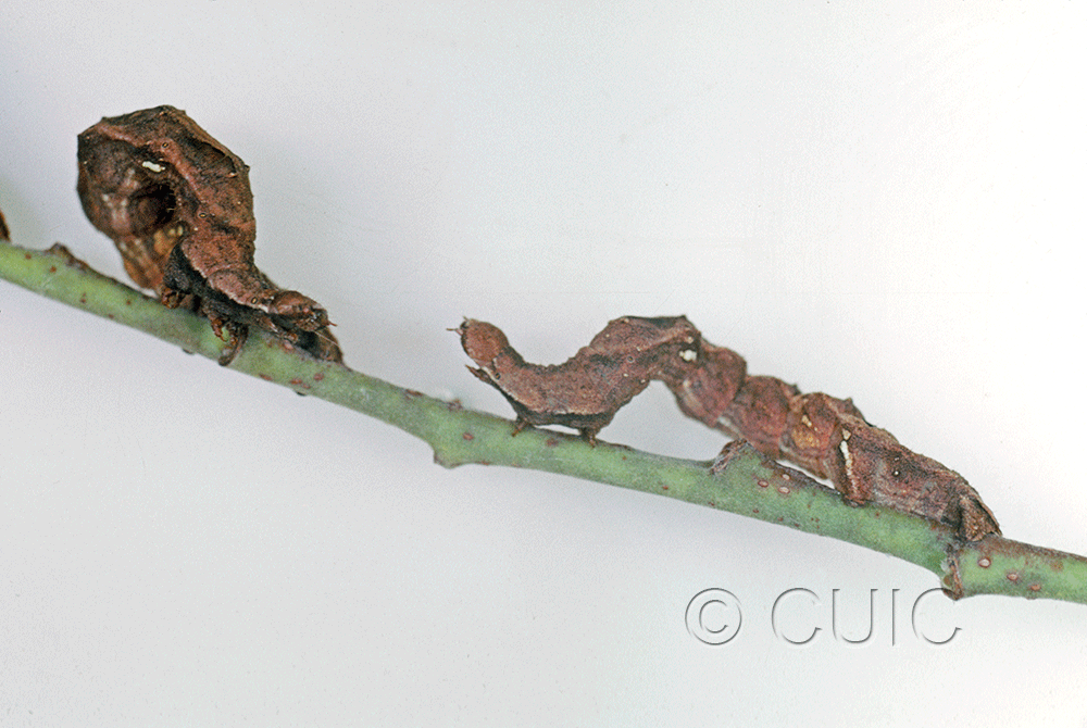 larva Caripeta hilumaria