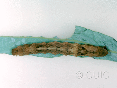 dorsal view of larva Caripeta hilumaria in USA: AZ