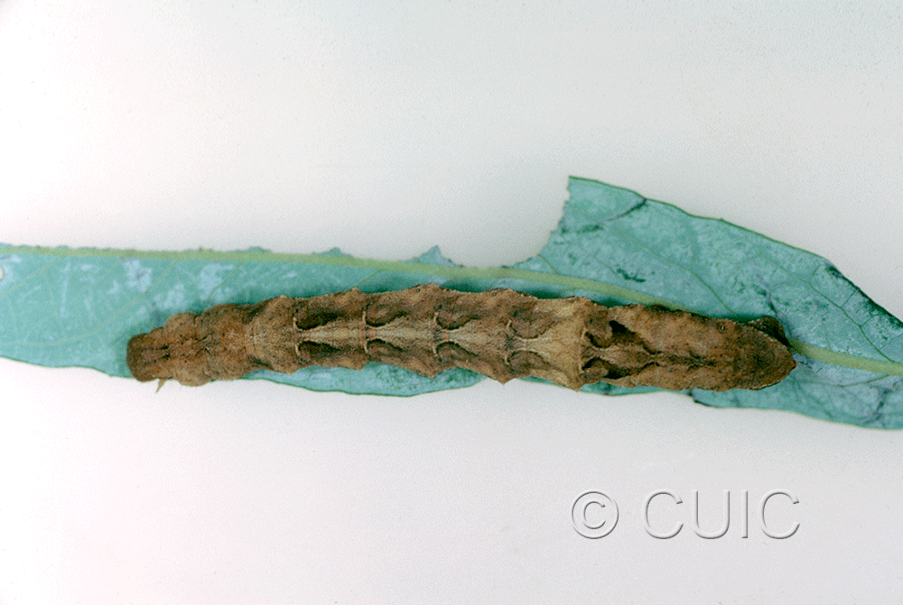 dorsal view of larva Caripeta hilumaria in USA: AZ