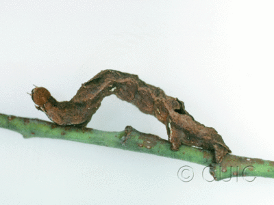 lateral view of larva Caripeta hilumaria in USA: AZ