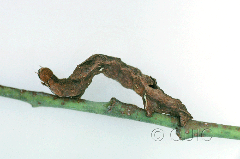 lateral view of larva Caripeta hilumaria in USA: AZ