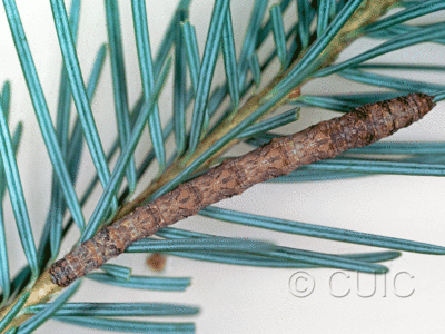 dorsal view of larva Caripeta interabilicans on Pseudotsuga taxifolia in USA: AZ