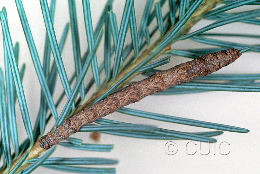 dorsal view of larva Caripeta interabilicans on Pseudotsuga taxifolia in USA: AZ