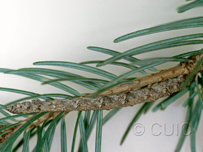 lateral view of larva Caripeta interabilicans on Pseudotsuga taxifolia in USA: AZ