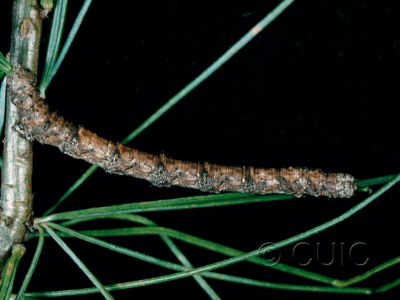 lateral view of larva Caripeta piniata