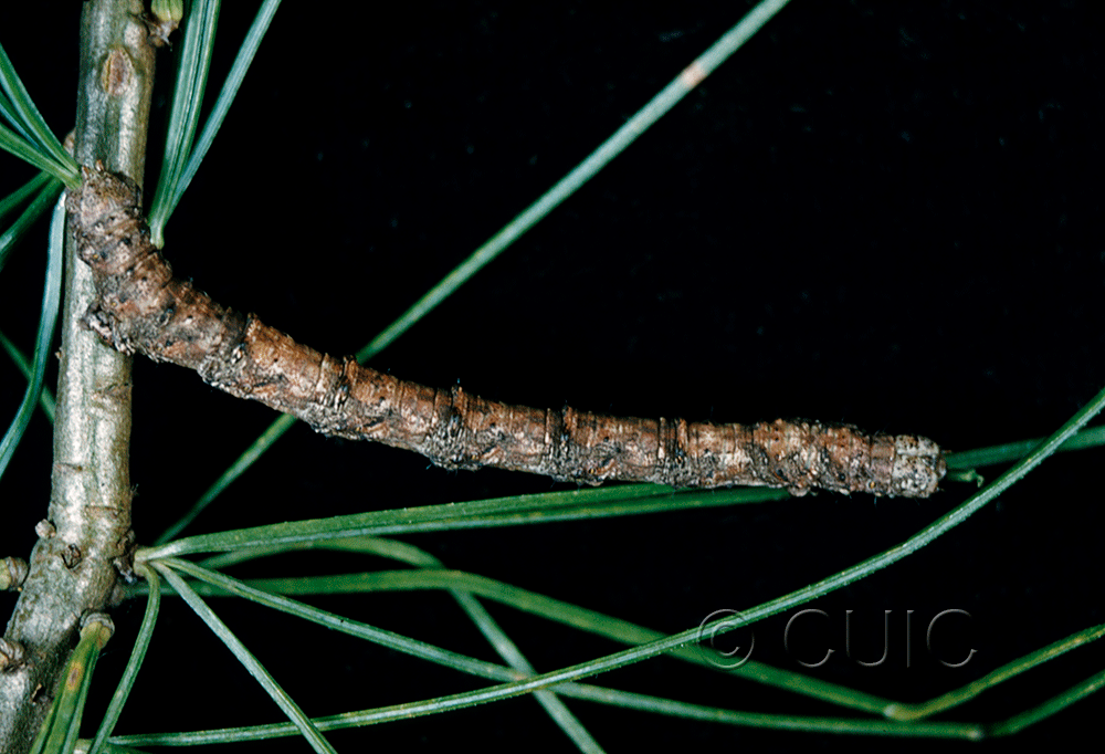 lateral view of larva Caripeta piniata