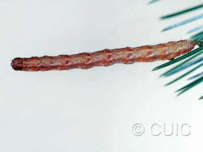 dorsal view of larva Caripeta pulcherrima on Pinus cembroides in USA: AZ