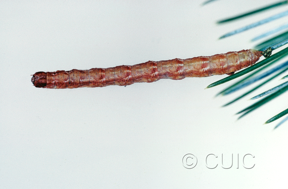 dorsal view of larva Caripeta pulcherrima on Pinus cembroides in USA: AZ
