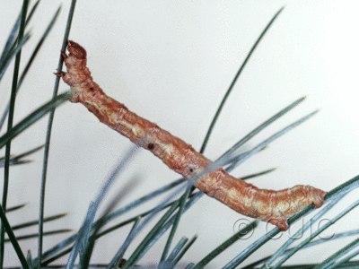 lateral view of larva Caripeta pulcherrima on Pinus cembroides in USA: AZ