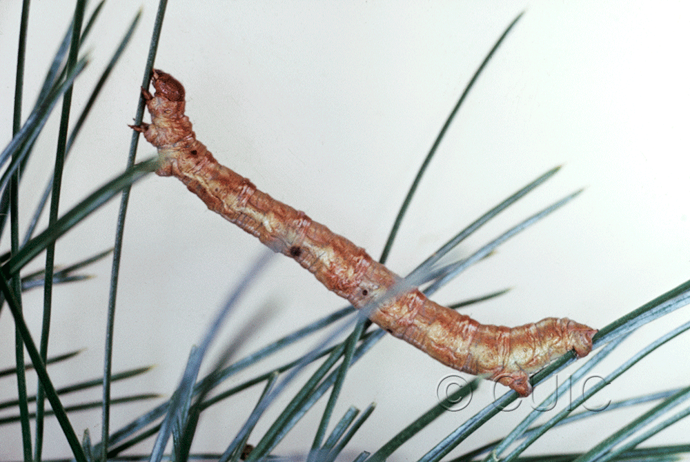 lateral view of larva Caripeta pulcherrima on Pinus cembroides in USA: AZ