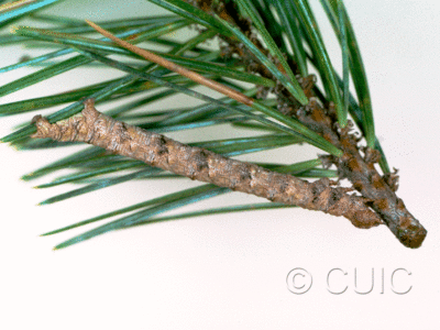 lateral view of larva Caripeta pulcherrima on Pinus cembroides in USA: AZ