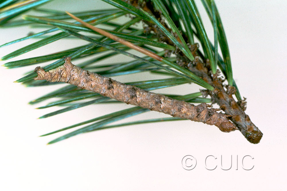 lateral view of larva Caripeta pulcherrima on Pinus cembroides in USA: AZ