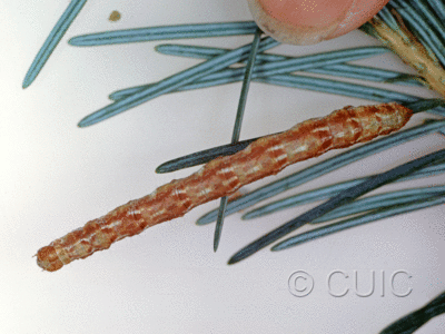 dorsal view of larva Caripeta on Pseudotsuga taxifolia in USA: AZ