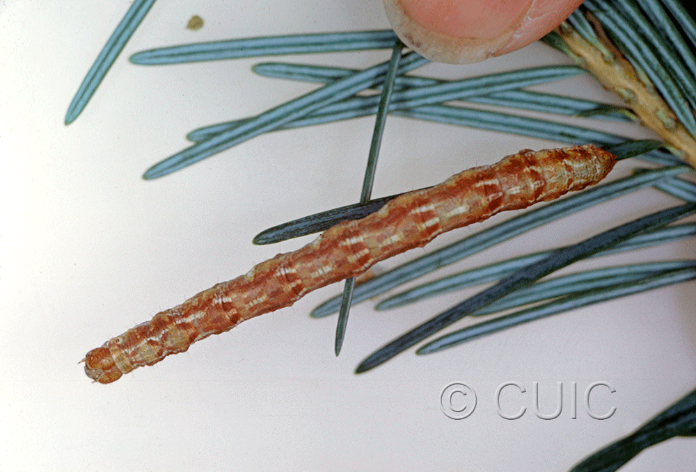 dorsal view of larva Caripeta on Pseudotsuga taxifolia in USA: AZ