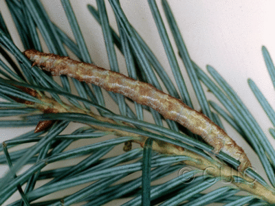 lateral view of larva Caripeta on Pseudotsuga taxifolia in USA: AZ