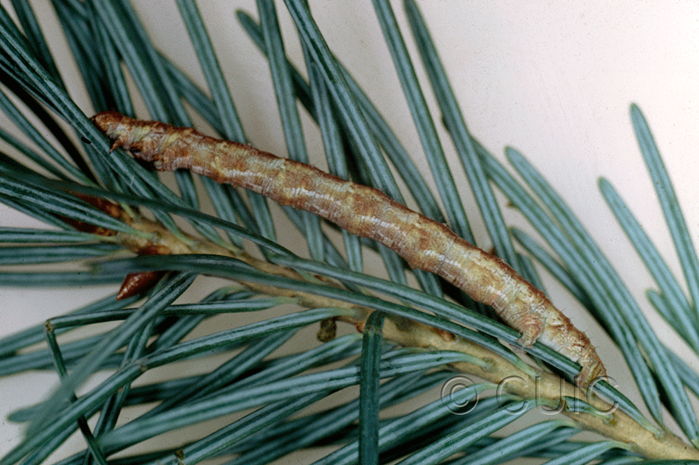 lateral view of larva Caripeta on Pseudotsuga taxifolia in USA: AZ