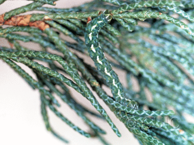 lateral view of larva Carphoides incopriarius in USA: AZ