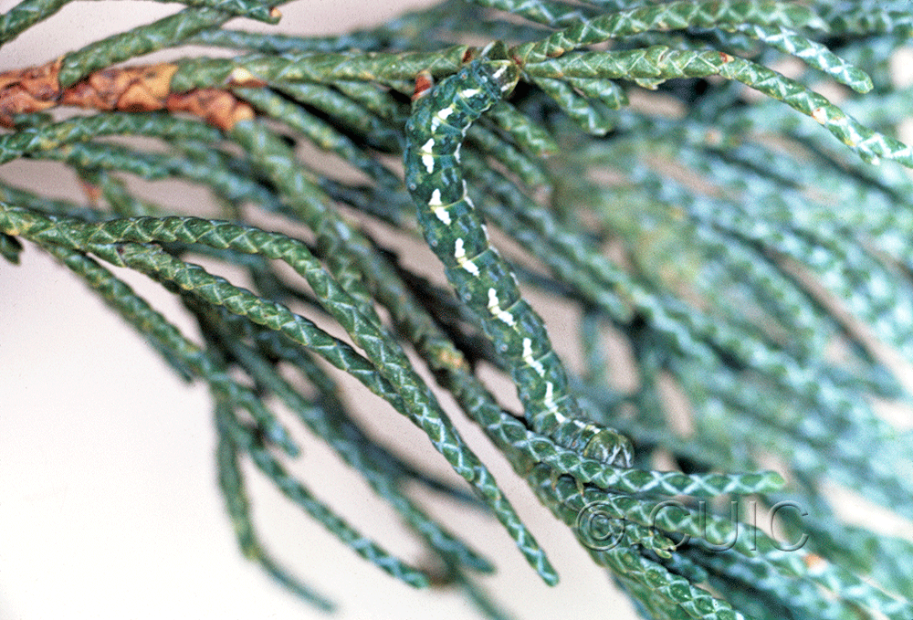 lateral view of larva Carphoides incopriarius in USA: AZ