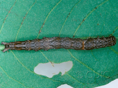 dorsal view of larva Catocaline no 3 in USA: AZ