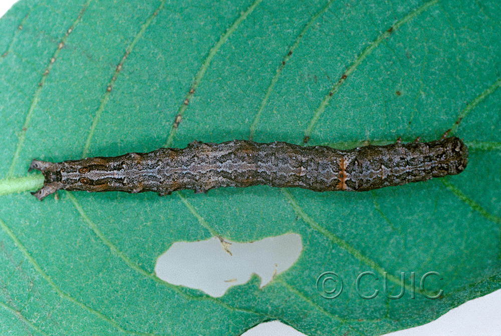 dorsal view of larva Catocaline no 3 in USA: AZ
