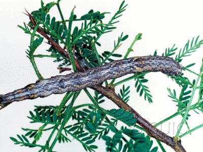 dorsal view of larva Catocaline